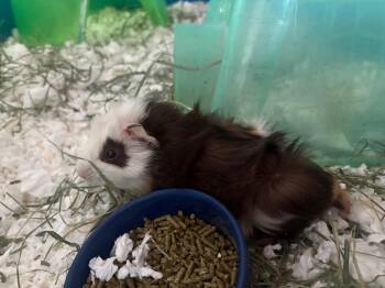 Rescue Abyssinian Guinea Pigs for Adoption in Wellington, Colorado - Creampuff | PetCurious